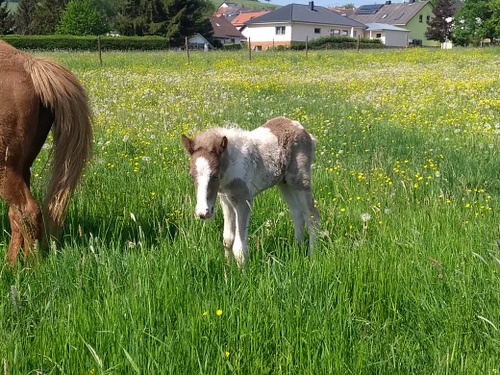 Klicken Sie in das Bild, um die Großansicht aufzurufen