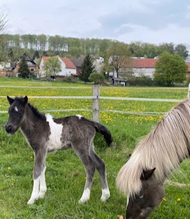 Klicken Sie in das Bild, um die Großansicht aufzurufen
