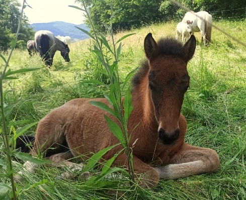 Klicken Sie in das Bild, um die Groansicht aufzurufen