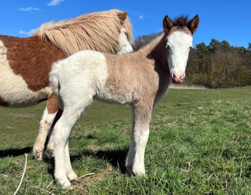 Klicken Sie in das Bild, um die Gro�ansicht aufzurufen